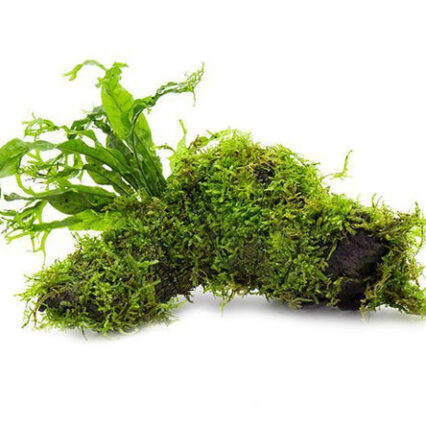 Christmas Moss And Windelov Java Fern On Driftwood 30574061453512 667x444.jpg