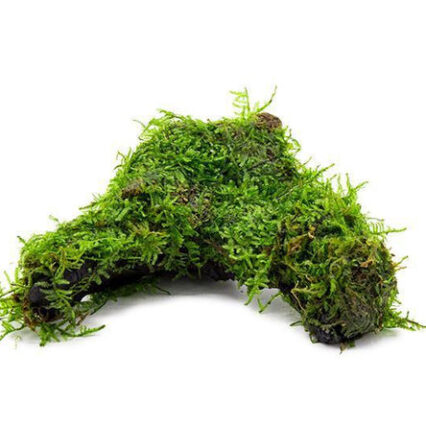 Christmas Moss On Driftwood 30567449657544 667x444.jpg