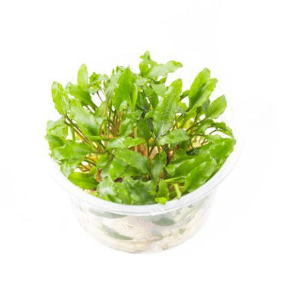 Cryptocoryne Wendtii Green Uns Tissue Culture 30606251884744 667x444.jpg