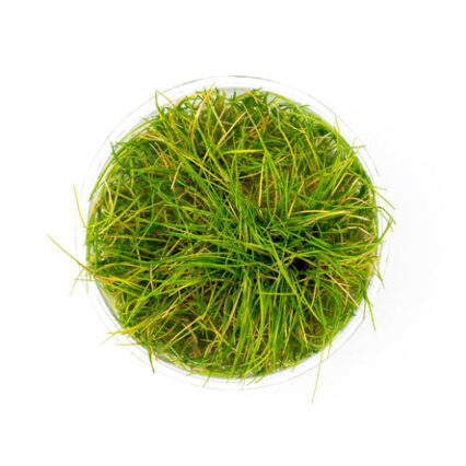 Dwarf Hair Grass Uns Tissue Culture 30567664255176 666x445.jpg