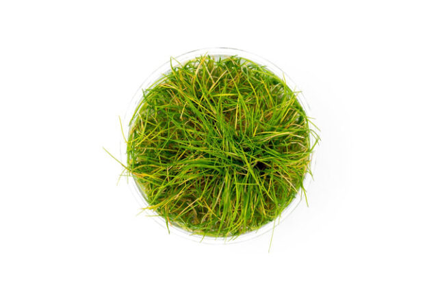 Dwarf Hair Grass Uns Tissue Culture 30567664255176 666x445.jpg