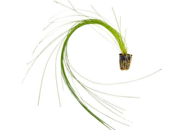 Eleocharis Montevidensis Giant Hair Grass 11726348615761 667x444.jpg