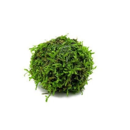 Floating Christmas Moss Ball 30511151382728 667x444.jpg