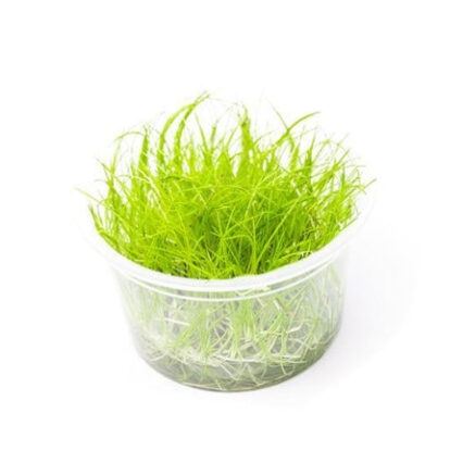 Hair Grass Tissue Culture 11709816602705 667x444.jpg