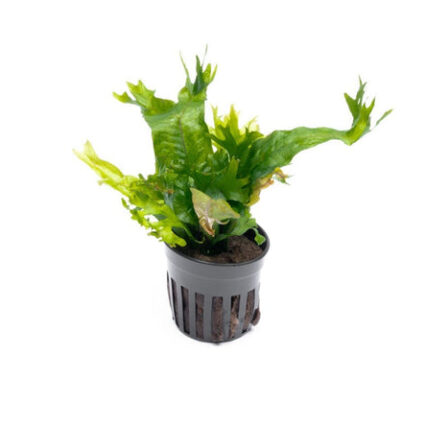 Java Fern Coral 32029354098888 666x444.jpg