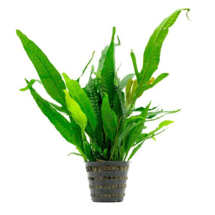 Java Fern Mother Pot 11860764229713 666x444.jpg