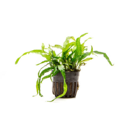 Java Fern Narrow Mini 30614885531848 666x445.jpg