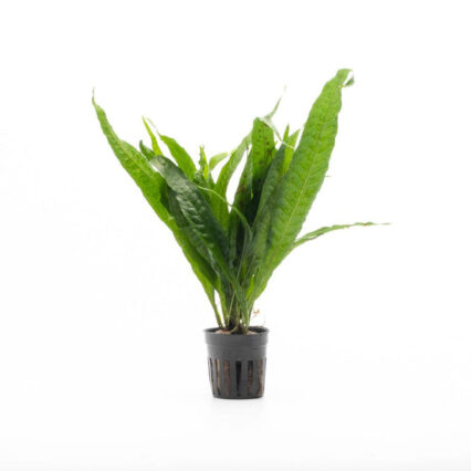 Java Fern Philippine 22744013078728 666x666.jpg