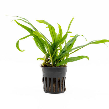 Java Fern Philippine Mini 30492750840008 666x445.jpg