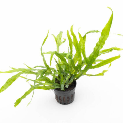 Java Fern Trident 31025768005832 666x666.jpg