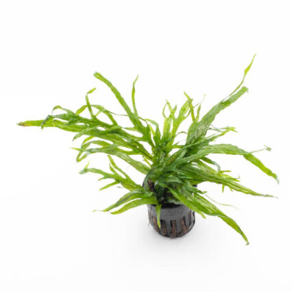 Java Fern Trident Mini 31025875943624 666x666.jpg