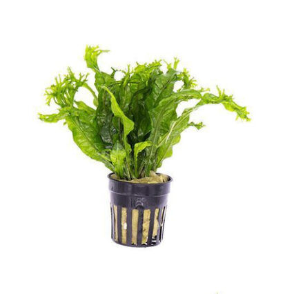 Java Fern Windelov 11743177244753 667x444.jpg