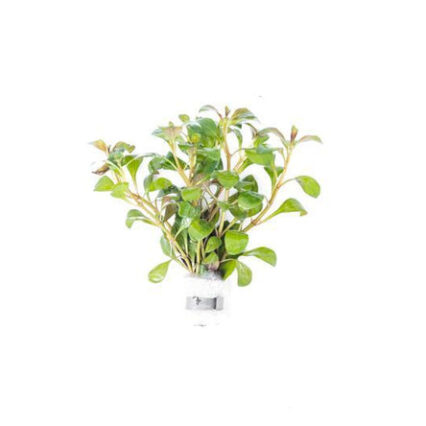 Ludwigia Dark Orange 11711151964241 667x444.jpg