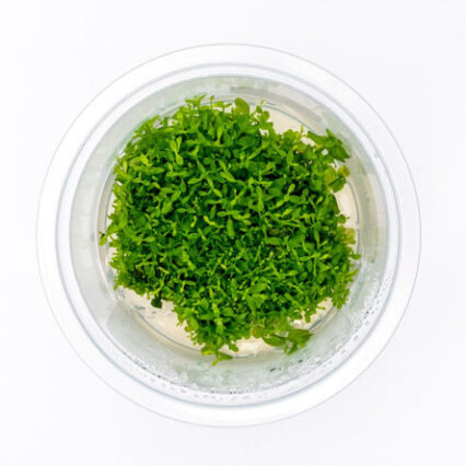 Micranthemum Monte Carlo Aquatic Farmer Tissue Culture 31322688127176 666x444.jpg