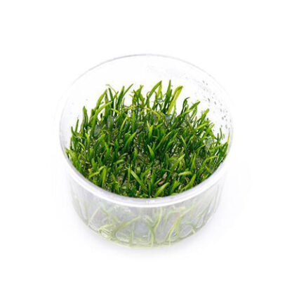 Micro Sword Lilaeopsis Novaezelandiae Uns Tissue Culture 30576401940680 667x444.jpg