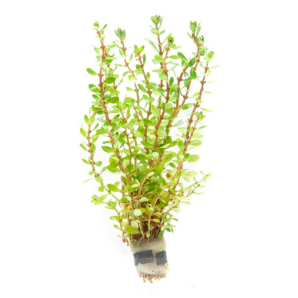 Rotala Bonsai 31698608390344 666x502.png