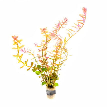 Rotala Coin Leaf 31004765683912 666x444.jpg