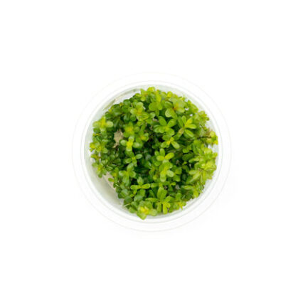 Rotala Coin Leaf Aquatic Farmer Tissue Culture 30524086091976 666x445.jpg