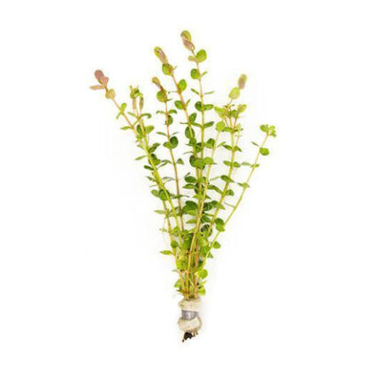 Rotala Indica 30537325609160 667x444.jpg