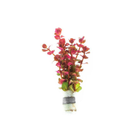 Rotala Macrandra Mini 14161684922449 666x666.jpg