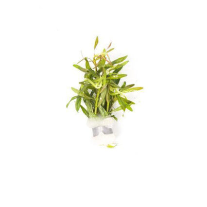 Rotala Small Leaf 11719140573265 667x444.jpg